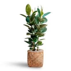 Ficus Elastica Robusta - Rubber Plant - HydroCare 30 Ficus Elastica Robusta - Rubber Plant - HydroCare -Plant Promotion Store Ficus elastica Robusta Rubber Plant HydrocultureZayn Bamboo Planter