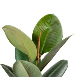 Ficus Elastica Robusta - Rubber Plant 24 Ficus Elastica Robusta - Rubber Plant -Plant Promotion Store Ficus elastica Robusta Rubber Plant Leaves