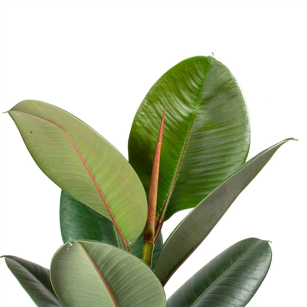 Ficus Elastica Robusta - Rubber Plant 5 Ficus Elastica Robusta - Rubber Plant - Image 3