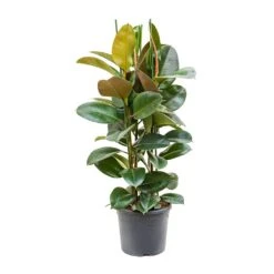 Ficus Elastica Robusta - Rubber Plant 38 Ficus Elastica Robusta - Rubber Plant -Plant Promotion Store Ficus elastica Robusta Rubber Plant XLarge