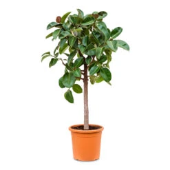 Ficus Elastica Robusta - Rubber Plant - Straight Stem 9 Ficus Elastica Robusta - Rubber Plant - Straight Stem -Plant Promotion Store Ficus elastica Robusta straight stem 40x180cm