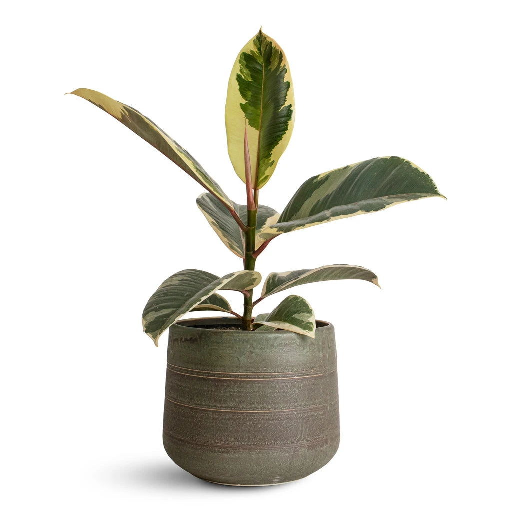 Ficus Elastica Tineke - Variegated Rubber Plant 15 Ficus Elastica Tineke - Variegated Rubber Plant - Image 13