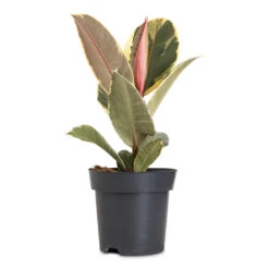 Ficus Elastica Tineke - Variegated Rubber Plant 35 Ficus Elastica Tineke - Variegated Rubber Plant -Plant Promotion Store Ficus elastica Tineke 14x50cm