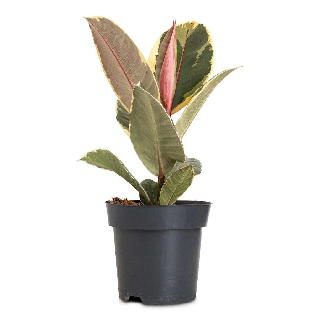 Ficus Elastica Tineke - Variegated Rubber Plant 19 Ficus Elastica Tineke - Variegated Rubber Plant - Image 17