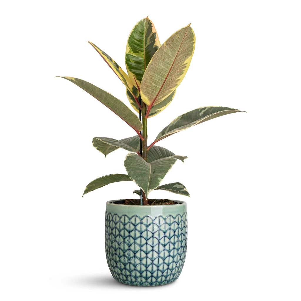 Ficus Elastica Tineke - Variegated Rubber Plant 5 Ficus Elastica Tineke - Variegated Rubber Plant - Image 3