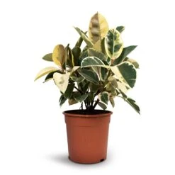 Ficus Elastica Tineke - Variegated Rubber Plant 33 Ficus Elastica Tineke - Variegated Rubber Plant -Plant Promotion Store Ficus elastica Tineke Rubber Plant 24x60cm