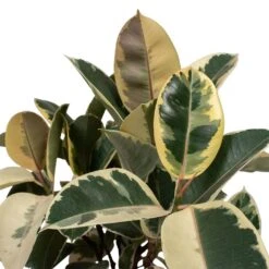 Ficus Elastica Tineke - Variegated Rubber Plant 27 Ficus Elastica Tineke - Variegated Rubber Plant -Plant Promotion Store Ficus elastica Tineke Rubber Plant 24x60cm Close Up