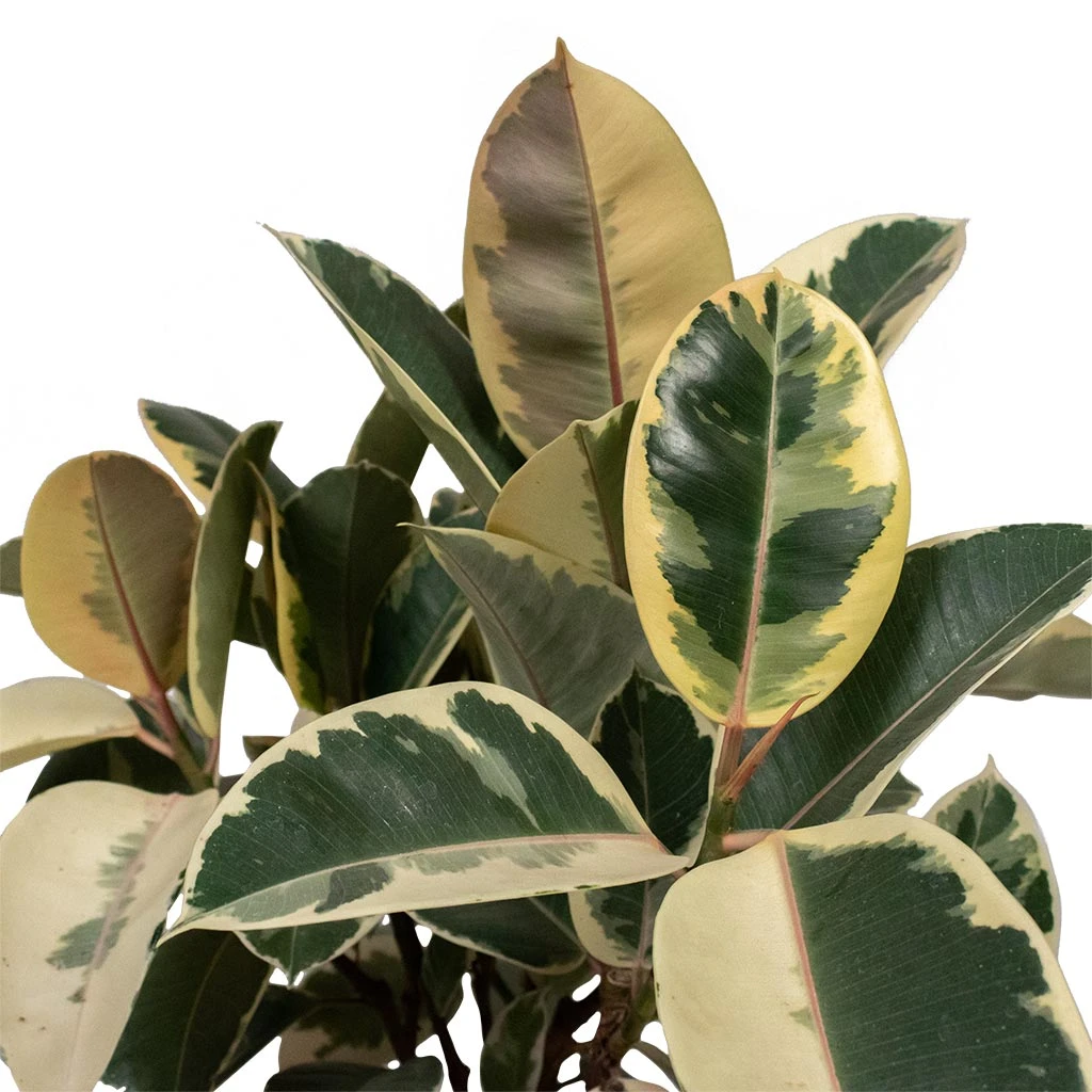 Ficus Elastica Tineke - Variegated Rubber Plant 11 Ficus Elastica Tineke - Variegated Rubber Plant - Image 9