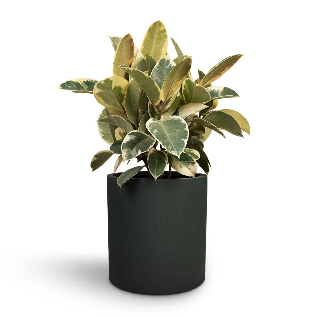 Ficus Elastica Tineke - Variegated Rubber Plant 13 Ficus Elastica Tineke - Variegated Rubber Plant - Image 11