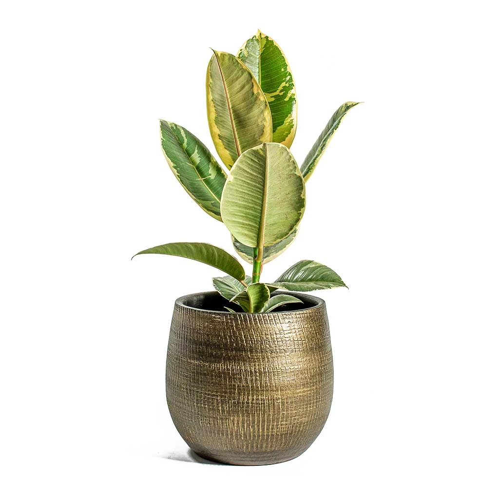 Ficus Elastica Tineke - Variegated Rubber Plant 9 Ficus Elastica Tineke - Variegated Rubber Plant - Image 7