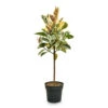 Ficus Elastica Tineke - Variegated Rubber Plant - Straight Stem -Plant Promotion Store Ficus elastica Tineke Straight Stem 30x140cm