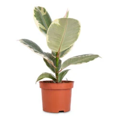 Ficus Elastica Tineke - Variegated Rubber Plant 22 Ficus Elastica Tineke - Variegated Rubber Plant -Plant Promotion Store Ficus elastica Tineke Variegated Rubber Plant 12x40cm
