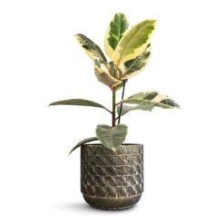 Ficus Elastica Tineke - Variegated Rubber Plant 23 Ficus Elastica Tineke - Variegated Rubber Plant -Plant Promotion Store Ficus elastica Tineke Variegated Rubber Plant 17x50cm Jim Plant Pot Earth 21x19cm