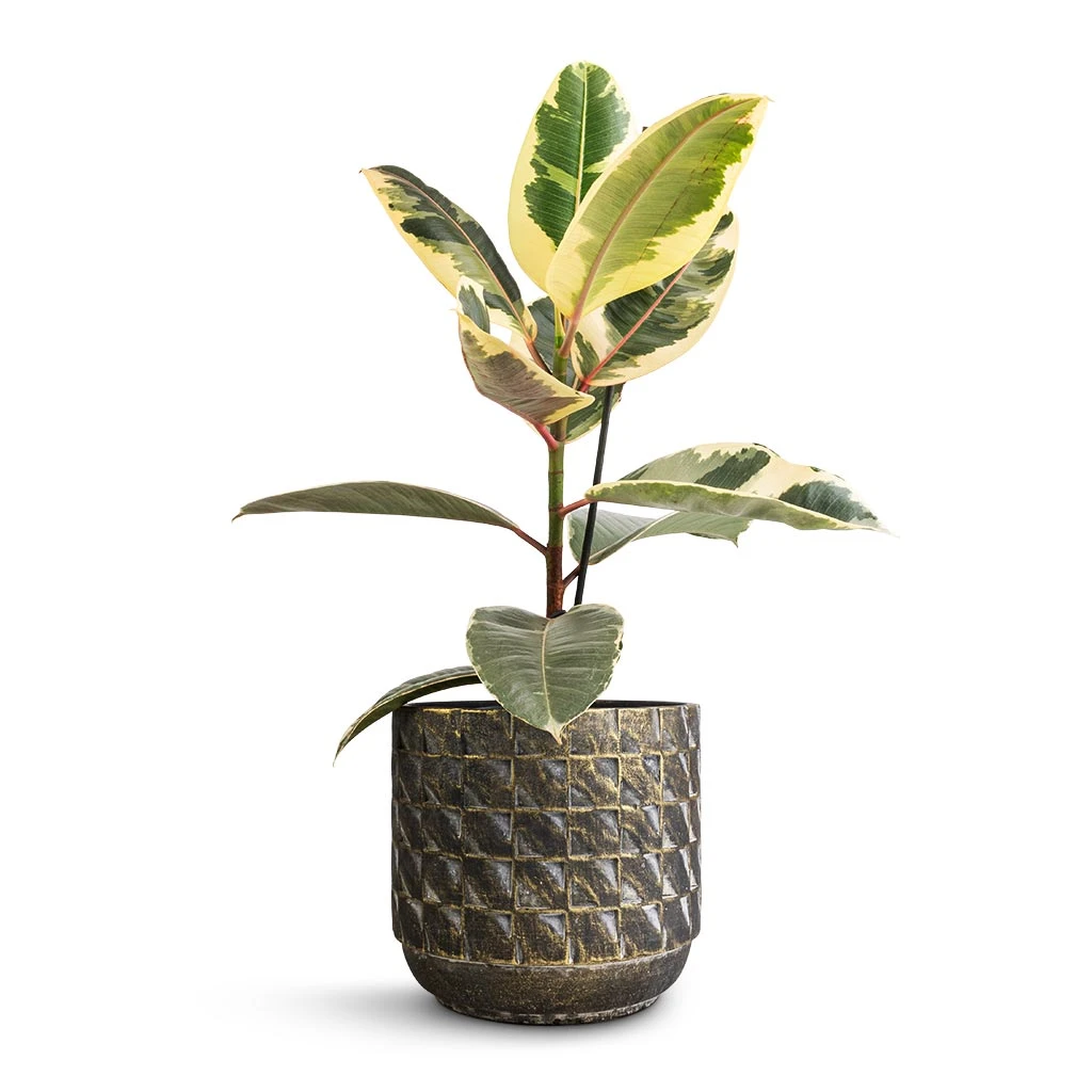 Ficus Elastica Tineke - Variegated Rubber Plant 7 Ficus Elastica Tineke - Variegated Rubber Plant - Image 5