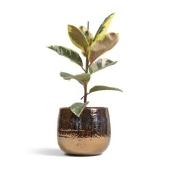 Yvette Plant Pot - Gold 25 Yvette Plant Pot - Gold -Plant Promotion Store Ficus elastica Tineke Variegated Rubber Plant 17x50cm Yvette Plant Pot Gold 24x21cm