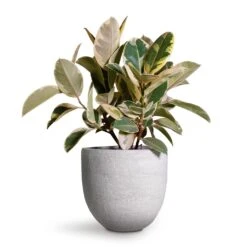 Ficus Elastica Tineke - Variegated Rubber Plant 30 Ficus Elastica Tineke - Variegated Rubber Plant -Plant Promotion Store Ficus elastica Tineke Variegated Rubber Plant 24x60cm Cas Plant Pot Cool Grey 29x26cm 2 f48db9a3 6214 482b a4c4 81030d9d21a1