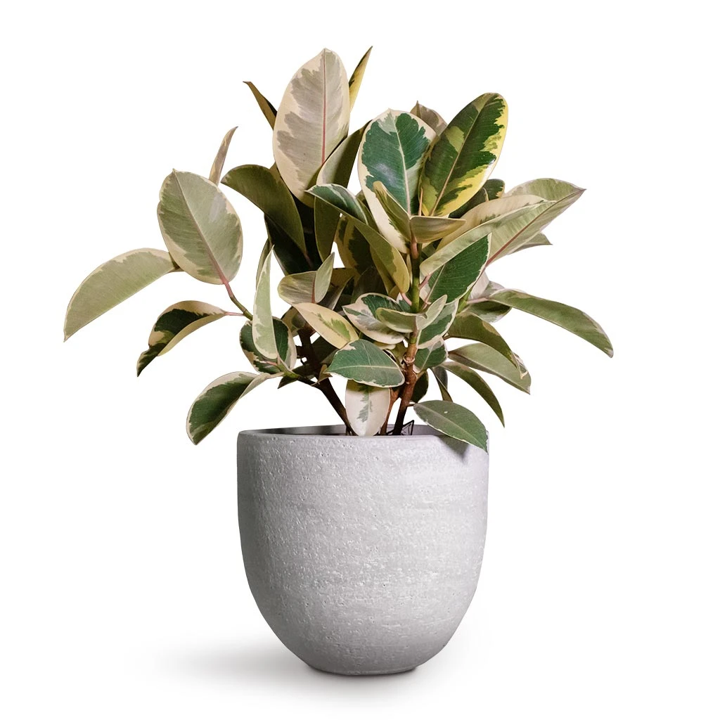 Ficus Elastica Tineke - Variegated Rubber Plant 14 Ficus Elastica Tineke - Variegated Rubber Plant - Image 12