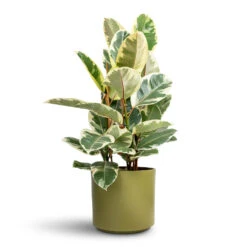 Prague Plant Pot - Olive -Plant Promotion Store Ficus elastica Tineke Variegated Rubber Plant 24x90cm Prague Plant Pot Oliver 28x24cm 7ce7b4bf a2d9 4b57 b962 413d1d640f83 1