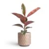Ficus Elastica Belize - Pink Rubber Plant 2 Ficus Elastica Belize - Pink Rubber Plant -Plant Promotion Store Ficus elasticea Belize Pink Rubber Plant 12x40cm Stian Plant Pot Soft Nougat 16x15cm