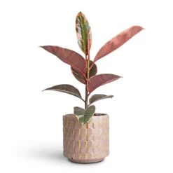 Stian Plant Pot - Soft Nougat -Plant Promotion Store Ficus elasticea Belize Pink Rubber Plant 12x40cm Stian Plant Pot Soft Nougat 16x15cm 57a9580f 35b9 4703 8278 8109173549ad