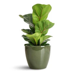 Ficus Lyrata Bambino - Dwarf Fiddle Leaf Fig -Plant Promotion Store Ficus lyrata Bambino 12x35cm 1 stem Sven Pot Sage 13x11cm