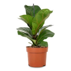 Ficus Lyrata Bambino - Dwarf Fiddle Leaf Fig -Plant Promotion Store Ficus lyrata Bambino Dwarf Fiddle Leaf Fig 12x35cm 1 stem