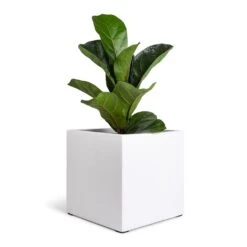 Fleur Essentials Planter - Matt White -Plant Promotion Store Ficus lyrata Bambino Dwarf Fiddle Leaf Fig 12x35cm 1 stem Fleur Planter Matt White 20x20x20cm