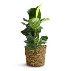 Ficus Lyrata Bambino - Dwarf Fiddle Leaf Fig -Plant Promotion Store Ficus lyrata Bambino Dwarf Fiddle Leaf Fig 12x35cm 1 stem Selin Plant Basket Camel 18x16cm 65616d82 fef8 4dfa 9757 9313059e92ca