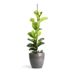 Ficus Lyrata Bambino - Dwarf Fiddle Leaf Fig -Plant Promotion Store Ficus lyrata Bambino Dwarf Fiddle Leaf Fig 19x80cm 1 stem Sven Plant Pot Smoke 24x22cm