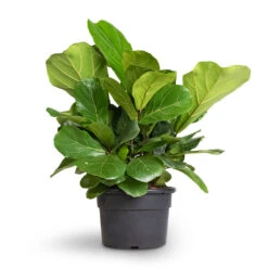 Ficus Lyrata Bambino - Dwarf Fiddle Leaf Fig -Plant Promotion Store Ficus lyrata Bambino Dwarf Fiddle Leaf Fig 21x50cm 2stems 1