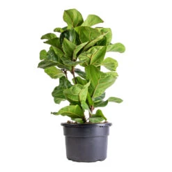 Ficus Lyrata Bambino - Dwarf Fiddle Leaf Fig -Plant Promotion Store Ficus lyrata Bambino Dwarf Fiddle Leaf Fig 21x80cm 3 stems
