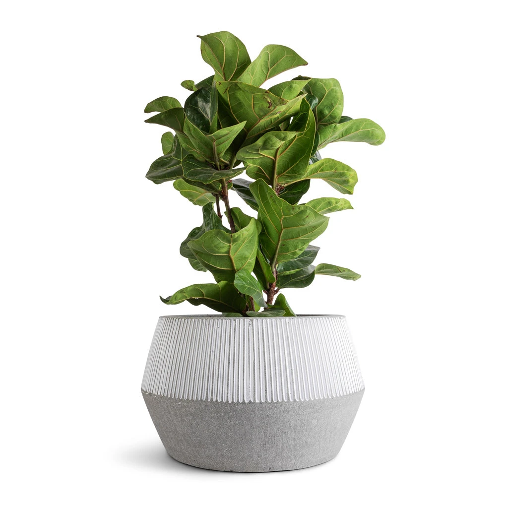 Harley Low Ridged Plant Pot - White Stripe 5 Harley Low Ridged Plant Pot - White Stripe - Image 3