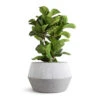 Ficus Lyrata Bambino - Dwarf Fiddle Leaf Fig -Plant Promotion Store Ficus lyrata Bambino Dwarf Fiddle Leaf Fig 21x80cm 3 stems Low Harley Plant Pot Ridged White Stripe 36x22cm 7a00672e d32f 48b5 9e5f b1e371fa5059