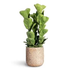 Ficus Lyrata Bambino - Dwarf Fiddle Leaf Fig -Plant Promotion Store Ficus lyrata Bambino Dwarf Fiddle Leaf Fig 21x80cm 3 stems Maxim Plant Pot Shiny Sand 24x22cm