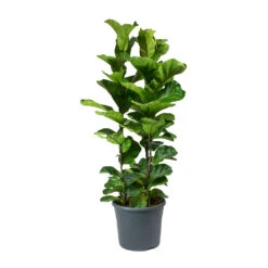 Ficus Lyrata Bambino - Dwarf Fiddle Leaf Fig -Plant Promotion Store Ficus lyrata Bambino Dwarf Fiddle Leaf Fig