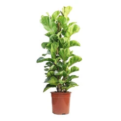 Ficus Lyrata Bambino - Dwarf Fiddle Leaf Fig -Plant Promotion Store Ficus lyrata Bambino Dwarf Fiddle Leaf Fig 24x120cm 3 stems