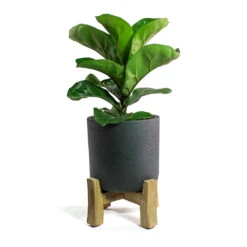 Ficus Lyrata Bambino - Dwarf Fiddle Leaf Fig -Plant Promotion Store Ficus lyrata Bambino Dwarf Fiddle Leaf Fig Charlie Plant Pot Low Stand Black Washed 09c50864 0c84 4d77 b5d1 62fc80c1f780