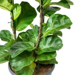 Ficus Lyrata Bambino - Dwarf Fiddle Leaf Fig -Plant Promotion Store Ficus lyrata Bambino Dwarf Fiddle Leaf Fig Leaves