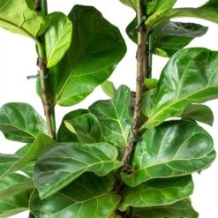 Ficus Lyrata Bambino - HydroCare -Plant Promotion Store Ficus lyrata Bambino Dwarf Fiddle Leaf Fig Leaves Hydro
