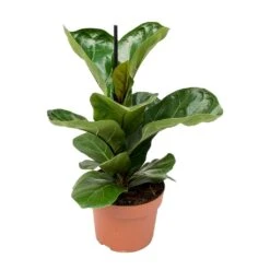 Ficus Lyrata Bambino - Dwarf Fiddle Leaf Fig -Plant Promotion Store Ficus lyrata Bambino Dwarf Fiddle Leaf Fig Small