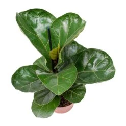 Ficus Lyrata Bambino - Dwarf Fiddle Leaf Fig -Plant Promotion Store Ficus lyrata Bambino Dwarf Fiddle Leaf Fig Small Leaves