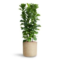 Ficus Lyrata Bambino - HydroCare -Plant Promotion Store Ficus lyrata Bambino HydroCare Dune Cylinder Planter Oat