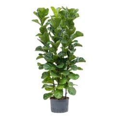 Ficus Lyrata Bambino - HydroCare -Plant Promotion Store Ficus lyrata Bambino Hydroculture 28 19x120cm 4Stems