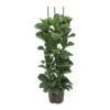 Ficus Lyrata Bambino - HydroCare -Plant Promotion Store Ficus lyrata Bambino Hydroculture Indoor Plant 3Stems