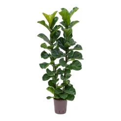 Ficus Lyrata Bambino - HydroCare -Plant Promotion Store Ficus lyrata Bambino Indoor Plant Hydroculture 18 19 120cm Stems