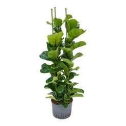 Ficus Lyrata Bambino - HydroCare -Plant Promotion Store Ficus lyrata Bambino Indoor Plant Hydroculture 25 19 130cm 3 Stems
