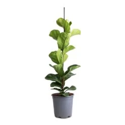 Ficus Lyrata Bambino - Dwarf Fiddle Leaf Fig -Plant Promotion Store Ficus lyrata Bambino 1 stem