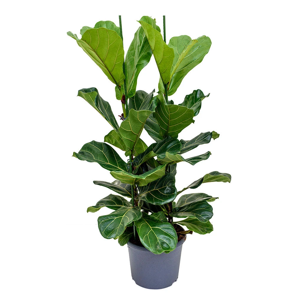 Ficus Lyrata - Fiddle Leaf Fig 19 Ficus Lyrata - Fiddle Leaf Fig - Image 17
