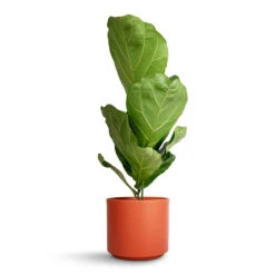 Prague Plant Pot - Cayenne 17 Prague Plant Pot - Cayenne -Plant Promotion Store Ficus lyrata Fiddle Leaf Fig 17 x 80cm 1 stem Prague Plant Pot Cayenne 20x18cm