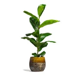 Ficus Lyrata - Fiddle Leaf Fig 37 Ficus Lyrata - Fiddle Leaf Fig -Plant Promotion Store Ficus lyrata Fiddle Leaf Fig 17x60cm 1 stem Lindy Plant Pot Ochre 23x20cm 2